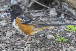  Spotted Towhee; photo by Harry Fuller 