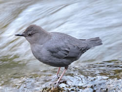  American Dipper; photo by Harry Fuller 