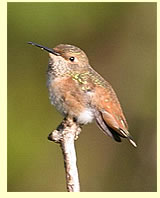  Allen's Hummingbird (photographer Calvin Lou)  
