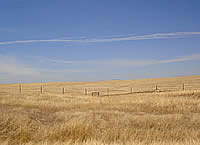  Dry pastureland, Tehama County (photo: Kate Fuller)  