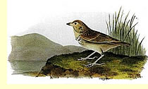  Baird's Bunting or Sparrow by Audubon  