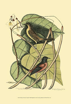  Mark Catesby's Baltimore Oriole drawing 