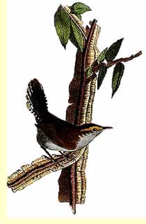  Bewick's Wren drawn by Audubon  