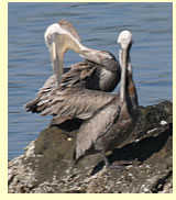  Brown Pelicans (photographer Calvin Lou)  