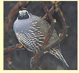  California Quail  