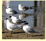  Caspian Terns  