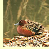  Cinnamon Teal:  photo by May & Godwin Woon  