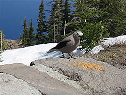  Clark's Nutcracker, Crater Lake.  Photo: Harry Fuller  