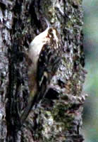  Brown Creeper.  Photograph by Sonny Mencher.  