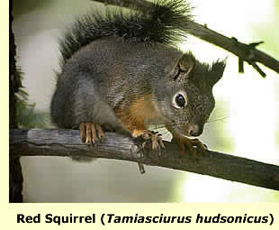  Douglas's Squirrel;  photograph Len Blumin  