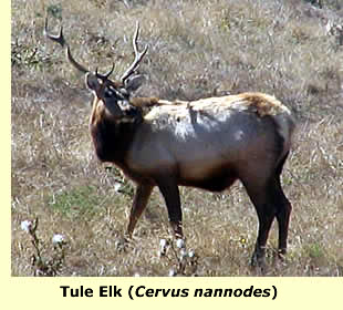  Tule Elk;  photo © Roy Hodson  