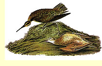  Eskimo Curlew by Audubon  