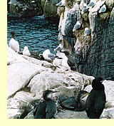  Shag with juveniles in foreground, Common Murre (Guillemot) and Black-Legged Kittiwake in background, Brownsman (photographer: Harry Fuller)  