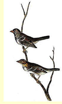  Harris's Sparrow or Finch by Audubon  