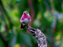  Calliope Hummingbird, Tolman Creek Road, Ashland.  Photo: Harry Fuller  