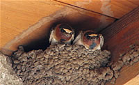 Cliff Swallow young, Howard Prairie  