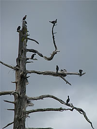  Double-crested Cormorant colony, Hyatt Lake  