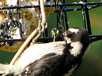  Juvenile Downy Woodpecker  