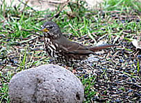 Fox Sparrow, sooty race, North Mountain Park, Ashland  