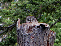  Great Gray Owl, Hyatt Lake  