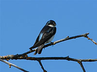  Tree Swallow, Grizzly Peak  