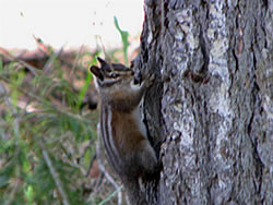  Golden-mantled Ground Squirrel in Cascades.  Photo: Harry Fuller   