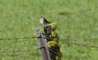 Vesper Sparrow, Howard Prairie  