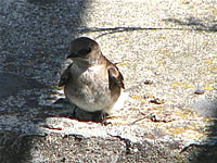  Northern Rough-winged Swallow  