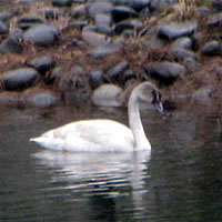  Trumpeter Swan immature, Jackson County, Oregon  