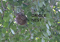  Bullock's Oriole nest  