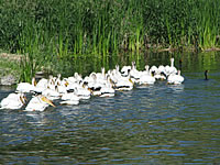  White Pelicans  