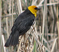  Yellow-headed Blackbird, Klamath Basin, Oregon  