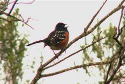  Spotted Towhee singing.  Photo: Harry Fuller 