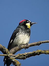  Acorn Woodpecker.  Photo: Harry Fuller