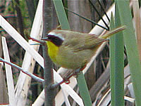  Common Yellowthroat (male)  