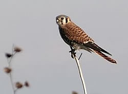  American Kestrel.  Photo: Harry Fuller