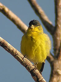  Lesser Goldfinch, male.  Photo: Harry Fuller 