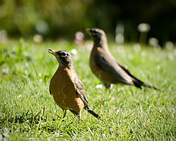  American Robins.  Photo:  Harry Fuller