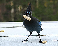  Stella the Steller's Jay with peanut;  photo by Harry Fuller