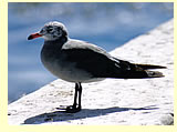  Heermann's Gull (photographer Calvin Lou)  