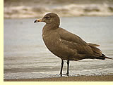  Heermann's Gull (photographer Len Blumen)  