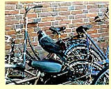  Jackdaw perching on bikes (photographer Harry Fuller)  