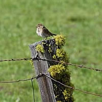  Vesper Sparrow.  Photo by Julie Talcott-Fuller  