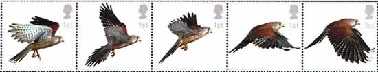  Kestrel on set of UK postage stamps  