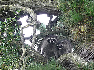 Photo of raccoons by Dr Tom Kuhn  