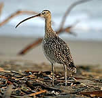  Long-billed Curlew.  Photo: Calvin Lou  