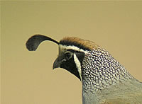  California Quail.  Photo by Len Blumin  