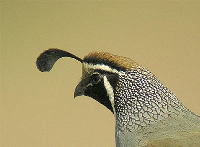 Ca Quail