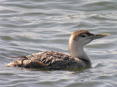 White Billed Diver