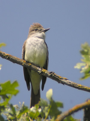  Ash-thoated Flycatcher  